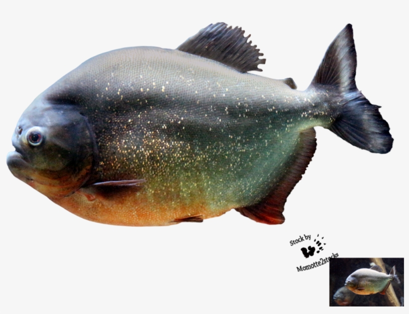 Piranha Png Image - Piranha Png, transparent png download