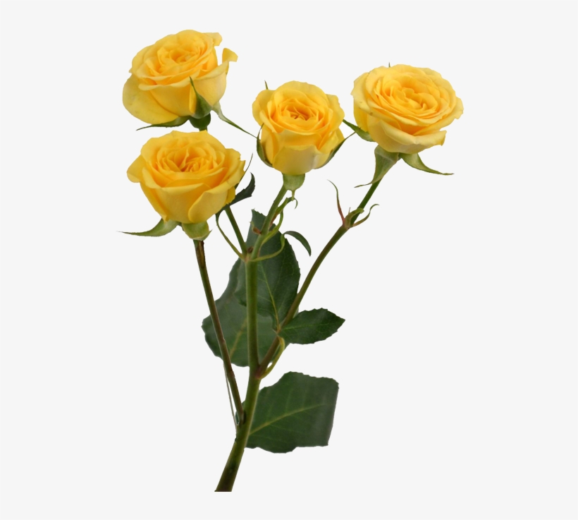 Yellow Rose Flower Free Png Transparent Images Free - Flower, transparent png download