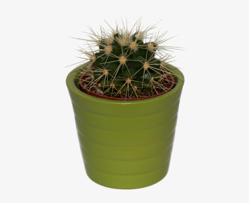 Cactus, Plant, Png, Isolated, Prickly, Green, Spur - Cactus, transparent png download