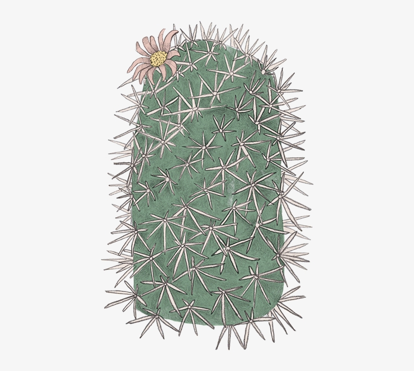 Pincushion Cactus - San Pedro Cactus, transparent png download