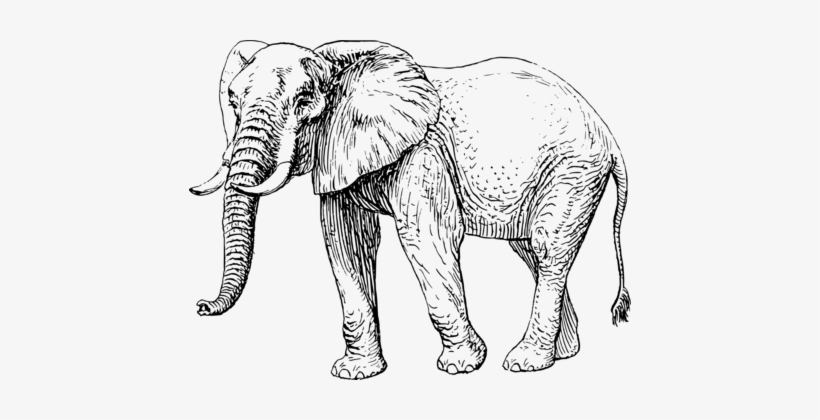 Elephants Black And White Drawing Mammal White Elephant - Black And