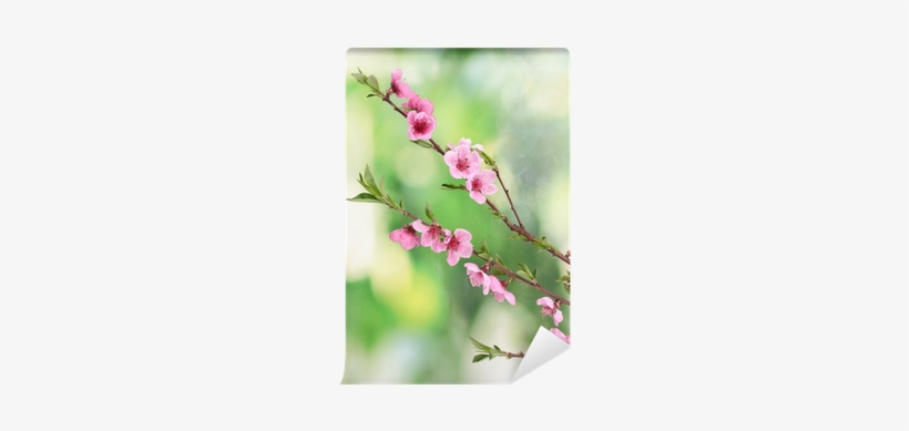 Beautiful Pink Peach Blossom On Green Background Wall - Green, transparent png download