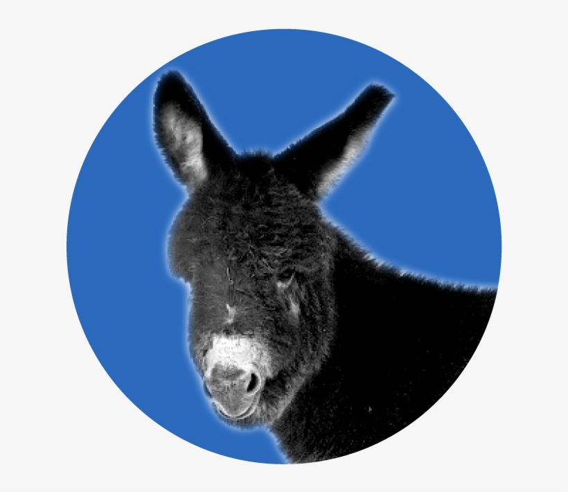 50 Voters Prefer Republicans In The Midterms - Jpeg, transparent png download