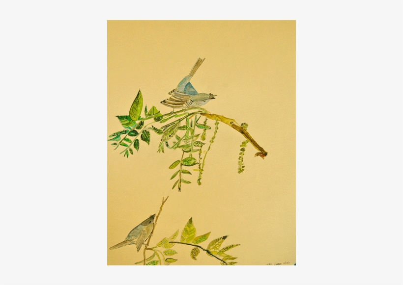 Watercolor Birds 1 - Illustration, transparent png download