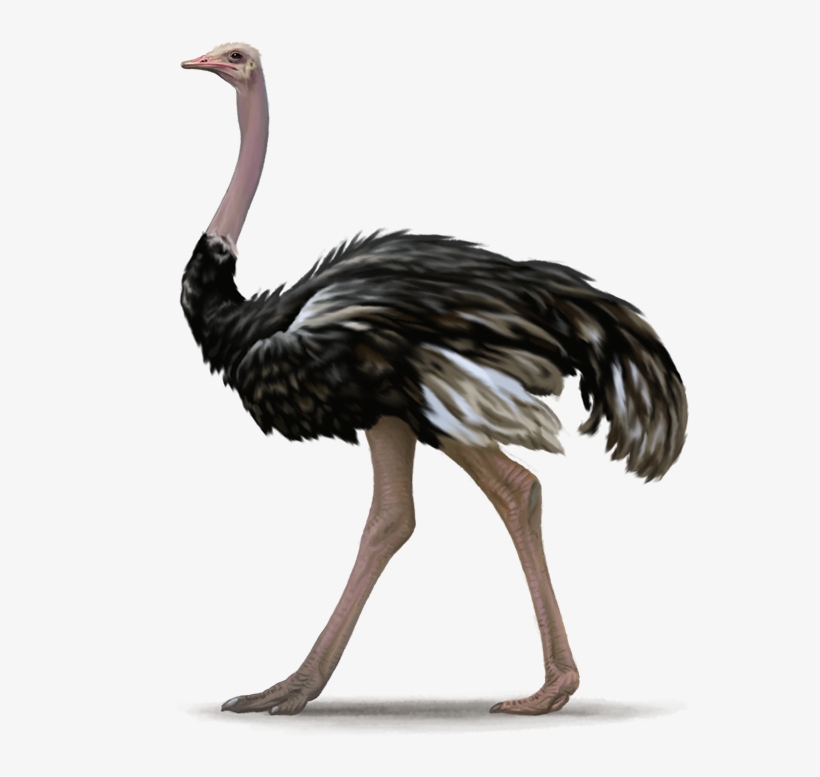 Ostrich Free Png Image - Ostrich Images Png, transparent png download