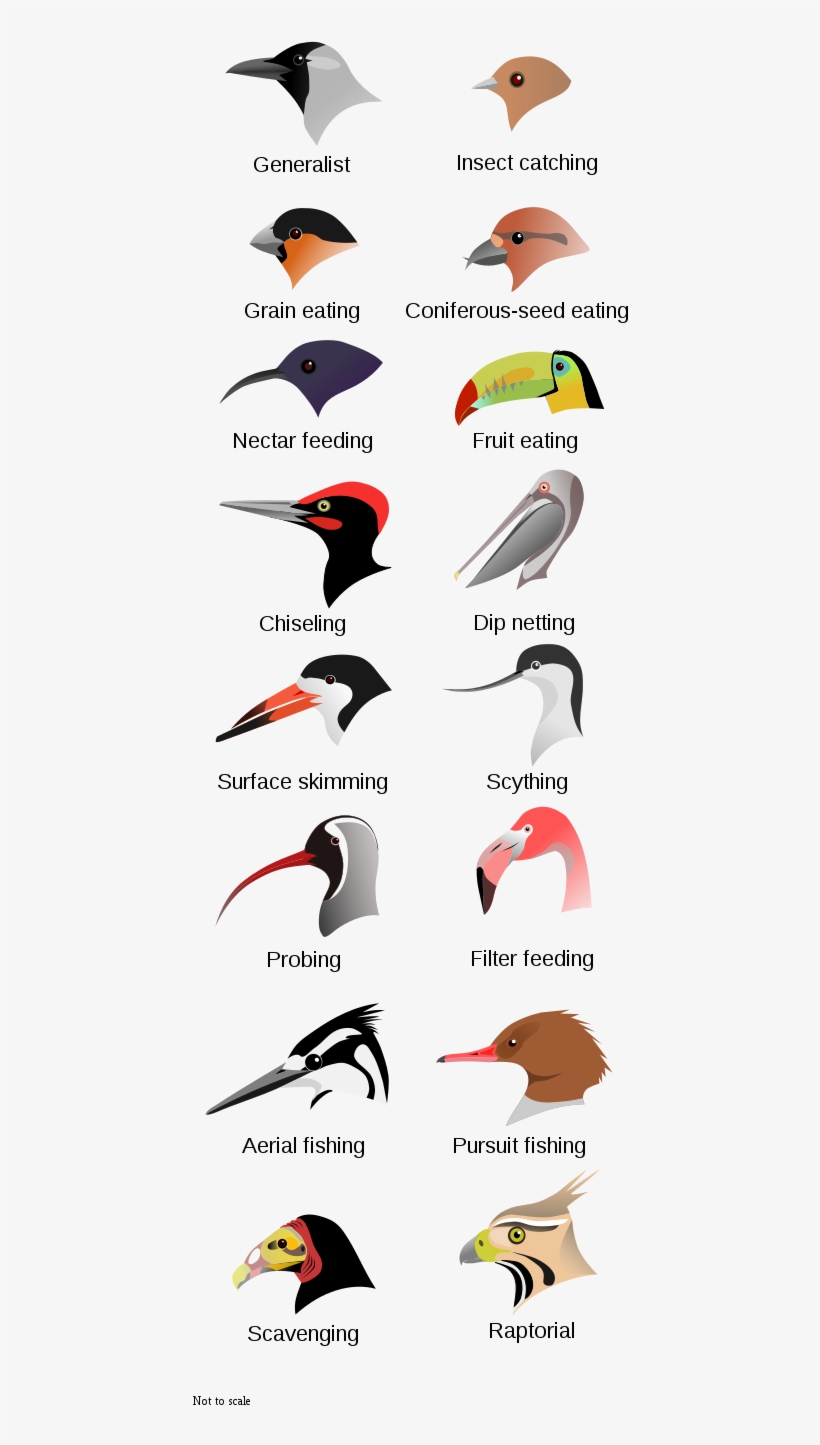 File - Birdbeaksa - Svg - Ocells Al Delta Del Llobregat, transparent png download