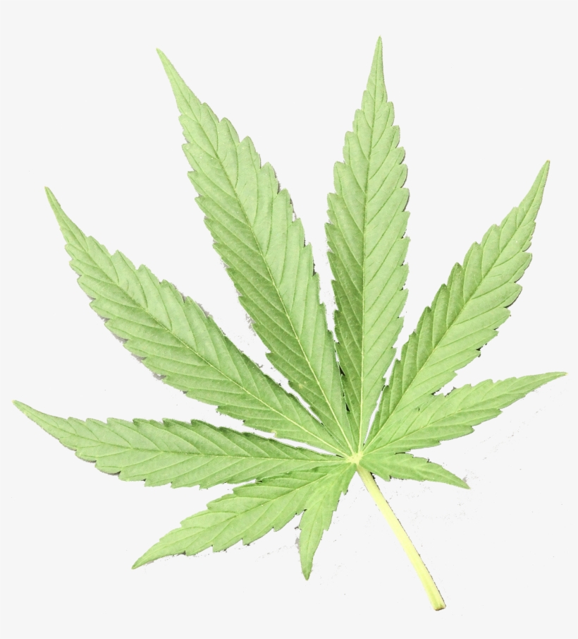 No Cannabis Use Is The Safest Choice When A Woman Is - Cannabis, transparent png download