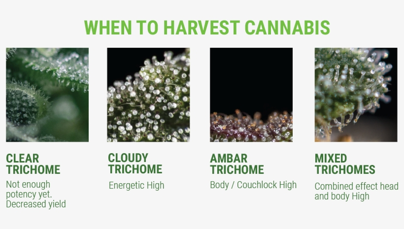 Artboard 1trichomes Smaller 251 Kb - Trichome Laiteux, transparent png download