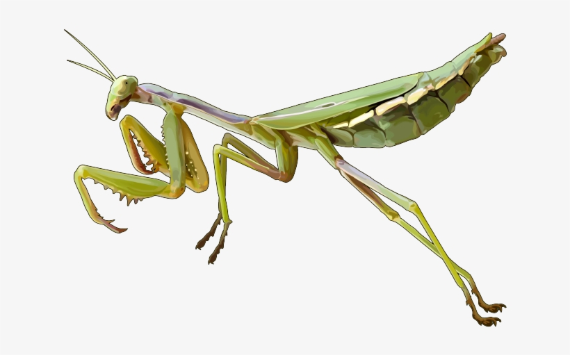 Mantis Png Pic - Mantis Png, transparent png download