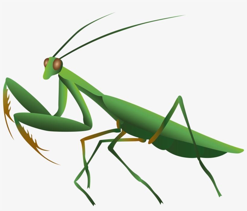 Mantis Png - Imagen De Un Mantis, transparent png download