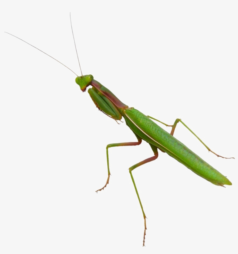 Mantis Png Image - Transparent Mantis Png, transparent png download