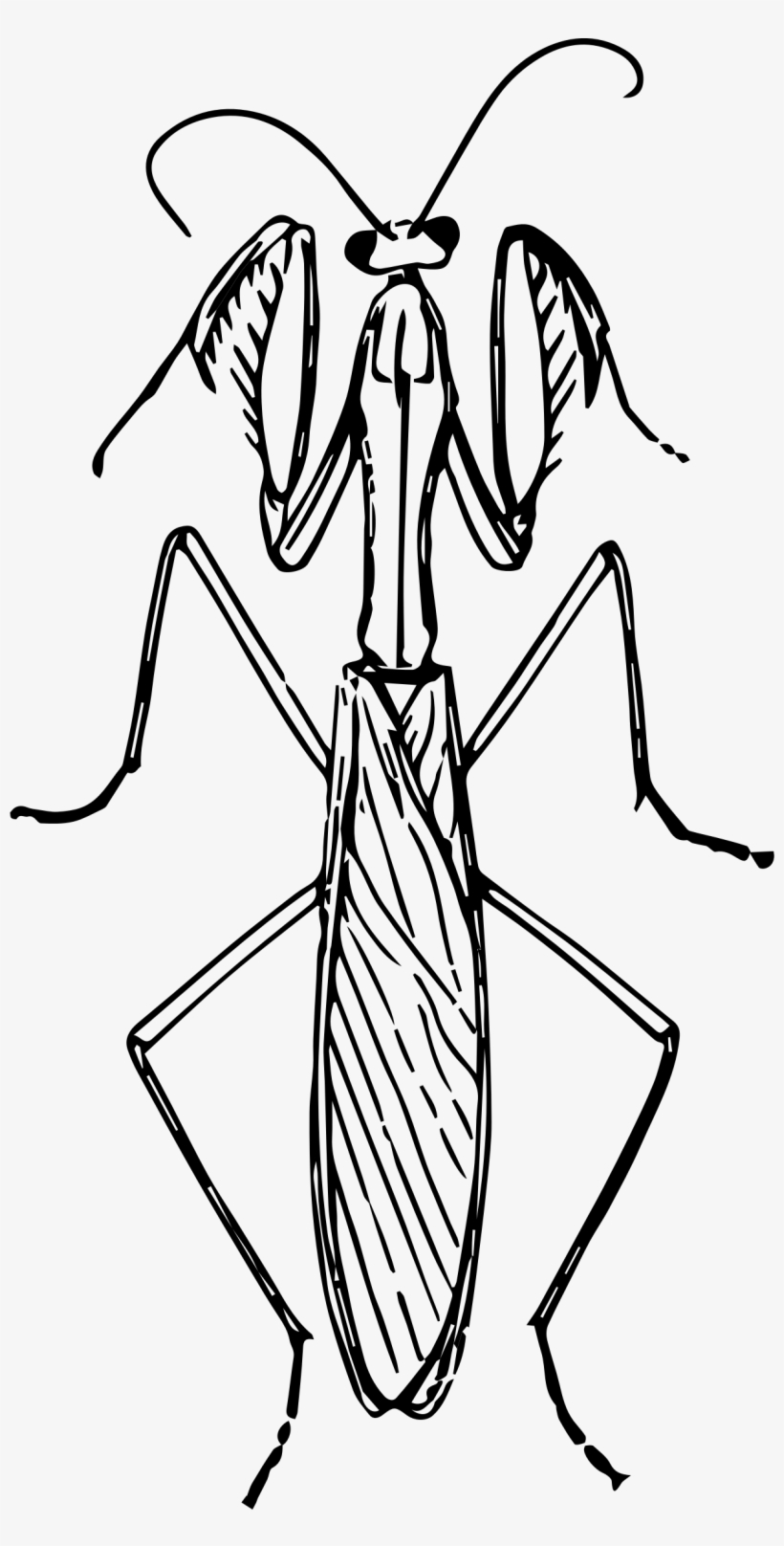 Vector Freeuse Library Big Image Png - Pray Mantis Drawing Face, transparent png download