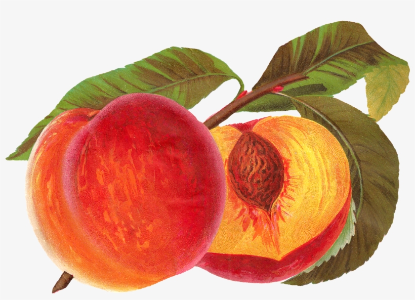 Digital Vintage Peach Artwork Download - Peach Png Clipart, transparent png download