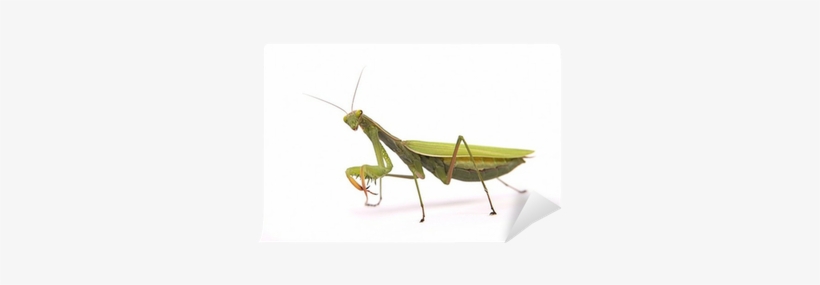 Grasshopper, transparent png download
