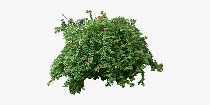 Related Wallpapers - Plants, transparent png download