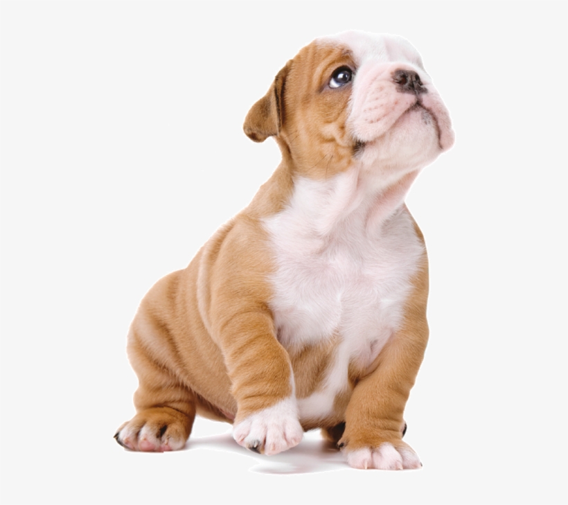 Imagens De Cachorro Png - Imagens De Cachorro Em Png, transparent png download