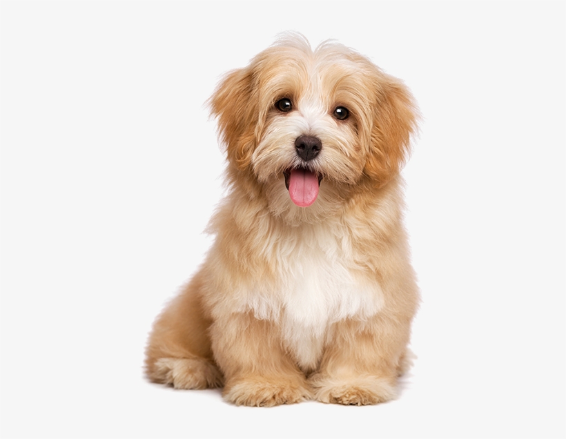 Havanese Dog, transparent png download