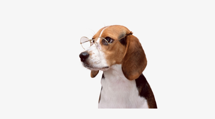 Mensagem - Poster: Ltd's Beagle, 61x46in., transparent png download