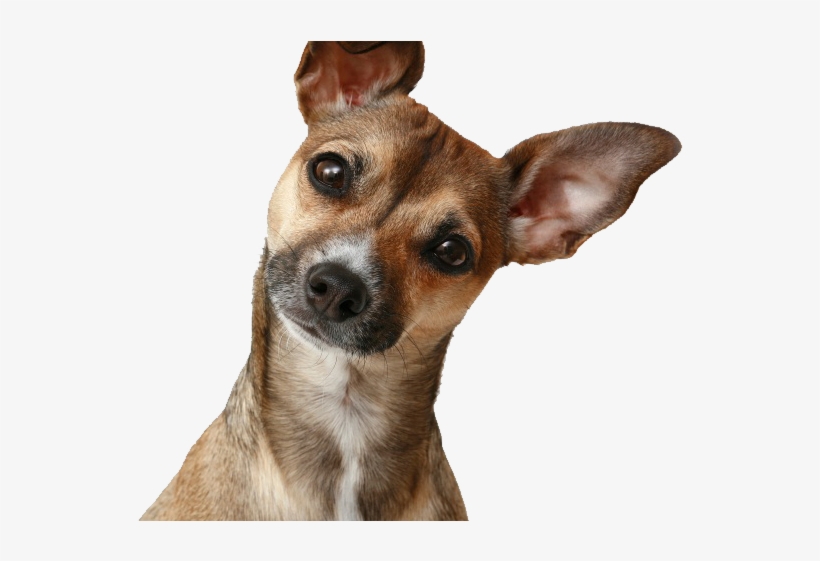 Cachorro Curioso - Dog Hearing, transparent png download