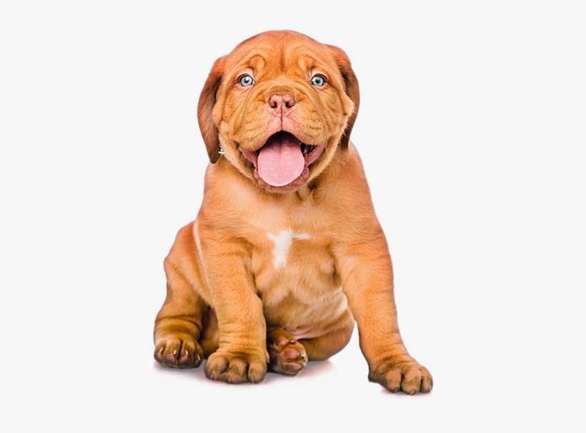 Cães - God Said Whos A Good Boy Dog, transparent png download