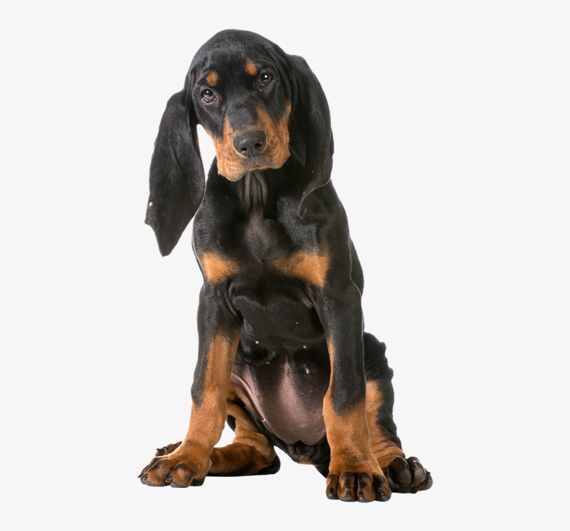 158 Black Andtan Coonhound - Black And Tan Coonhound Png, transparent png download