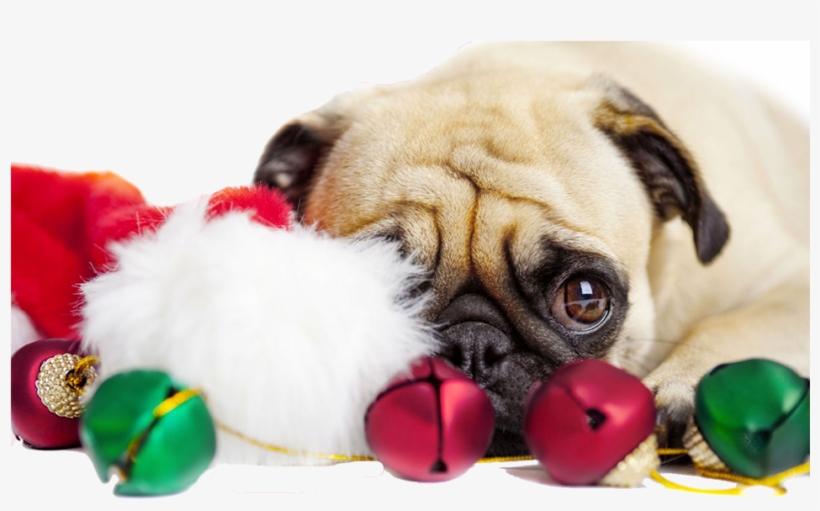 Natal-cao - Christmas Pug, transparent png download