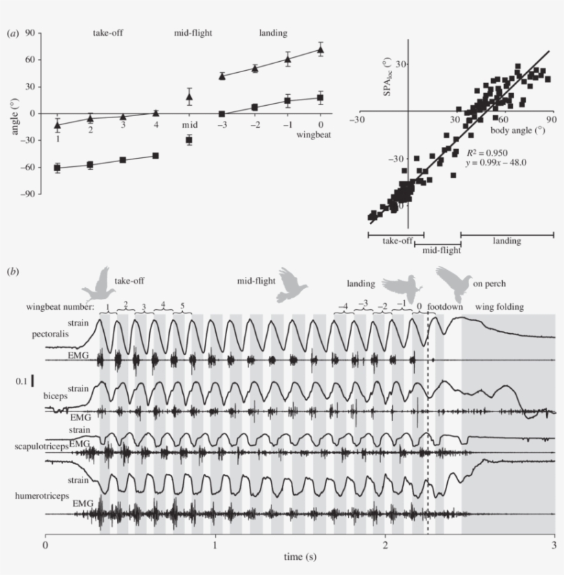 Changes In Wing Stroke Plane (spa Loc ) And Body Pitch - Angle, transparent png download