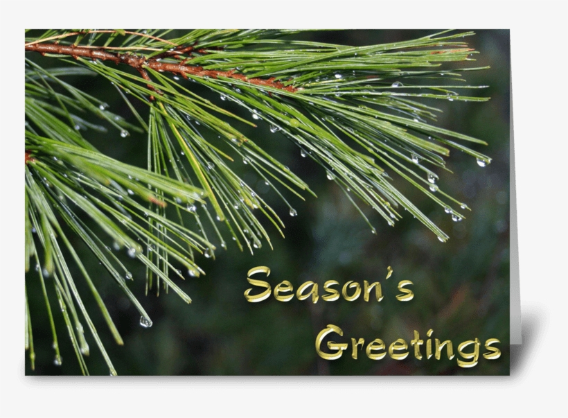 Evergreen, Dew Drops, Season's Greetings Greeting Card - Pine Tree Branch Card, transparent png download