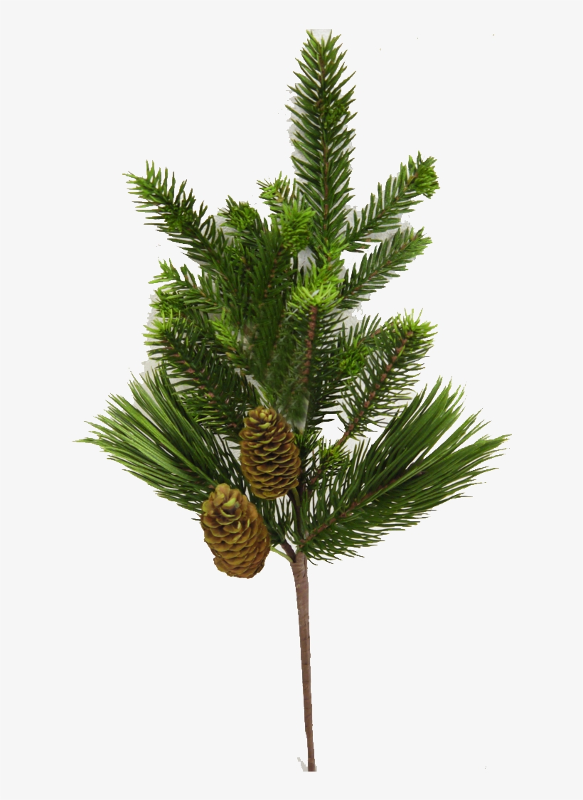 Evergreen Spray With Pinecones - Conifer Cone, transparent png download