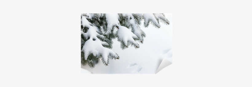 Snow On Winter Evergreen Branches Wall Mural • Pixers® - Snow On Evergreen Branches, transparent png download