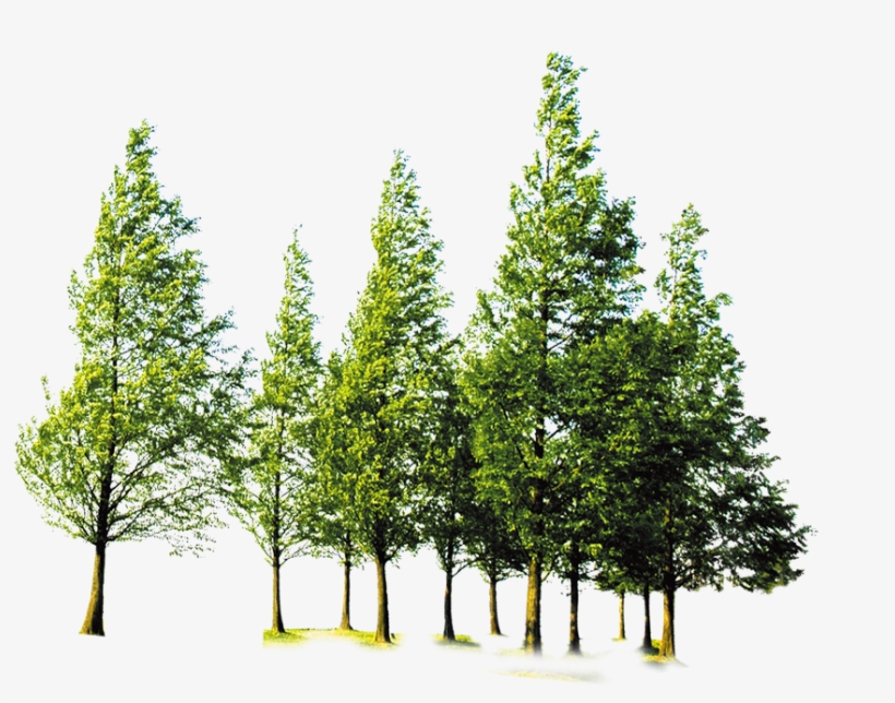 Trees Forest Png, transparent png download