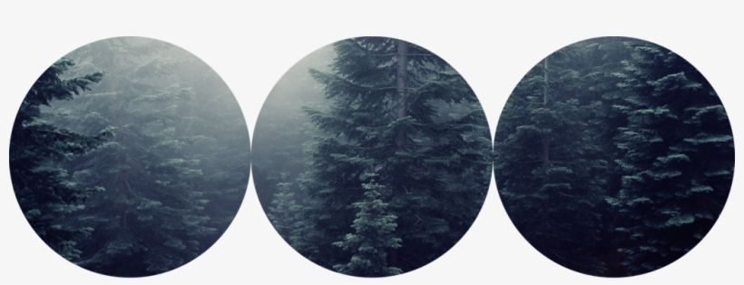Misty Woods Tri Circle Divider F2u By Herpersona-dbltr6t - Waltzing With Wolverines By Mark Andreas, transparent png download