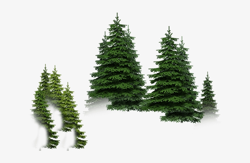 Mesa Orman Ağaç - Forest, transparent png download