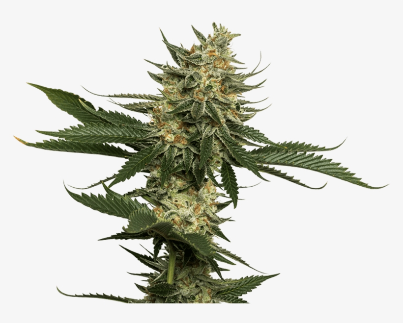 Cannabis Plant Png Banner Transparent Download - Weed Plant Png, transparent png download