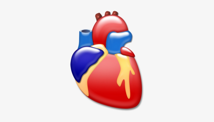 Heart Organ Png, transparent png download