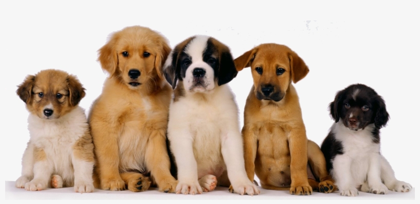 Puppies Png Photo - Pet Dog, transparent png download