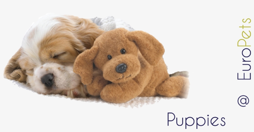 Puppies - Shih Tzu Ipad Oval Ornament, transparent png download