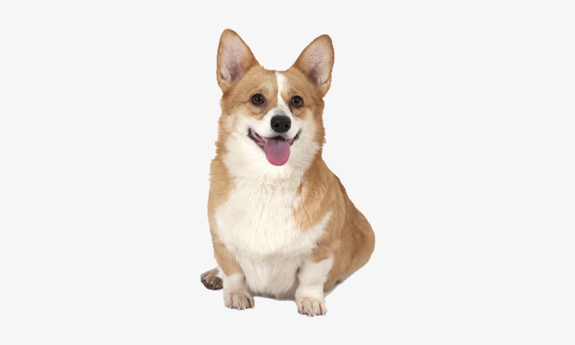 Png Royalty Free Library Pembroke Welsh Beds Collars - Pembroke Welsh Corgi Png, transparent png download