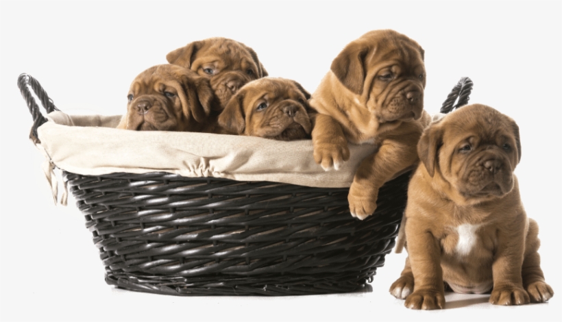 Shar Pei Puppies Png, transparent png download