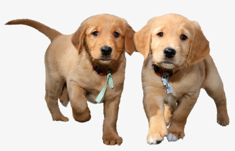 Puppies Png Background Image - Puppies Transparent Background, transparent png download