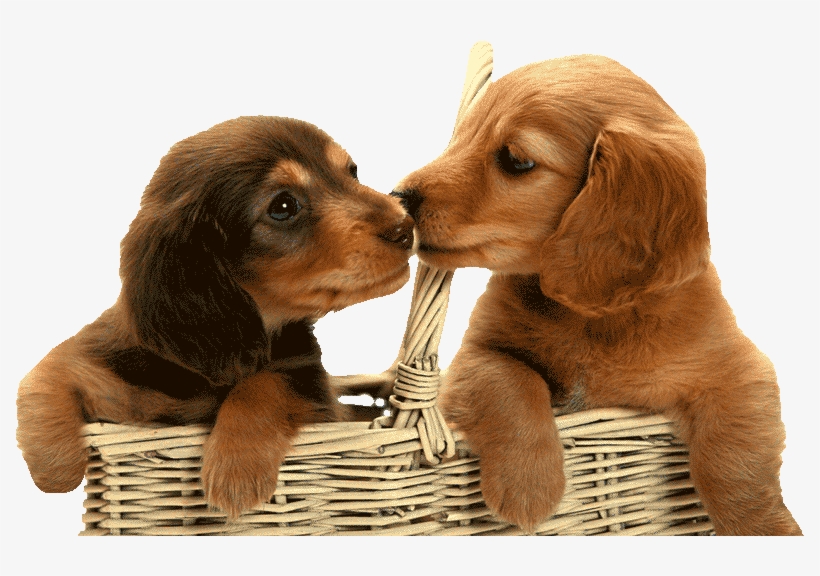 Desexing Dogs & Puppies Costs & Benefits Of Desexing - Dachshund Puppies In A Basket, transparent png download