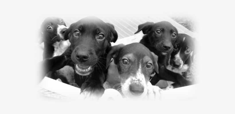 Cc Puppies - Hunting Dog, transparent png download