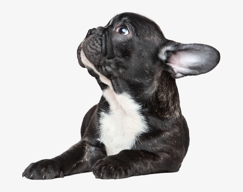 Petland Racine Cares - Dog, transparent png download