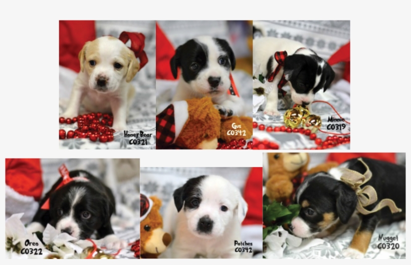 Puppies - Companion Dog, transparent png download