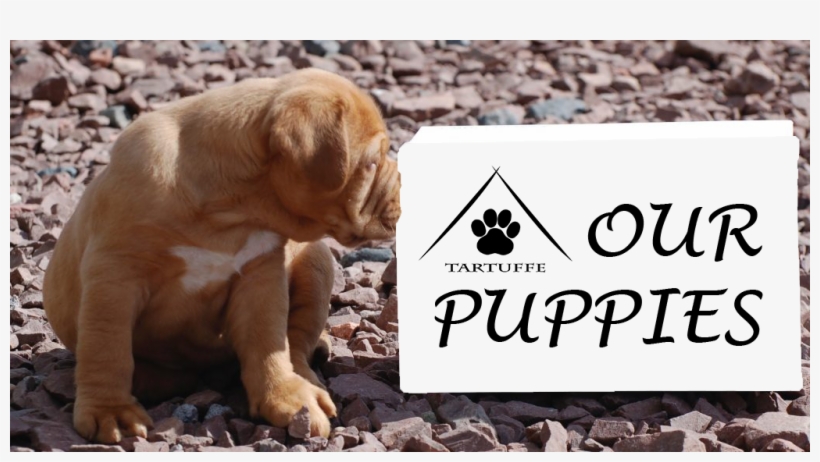 Happiness Is (strawberry) Rectangle Magnet, transparent png download