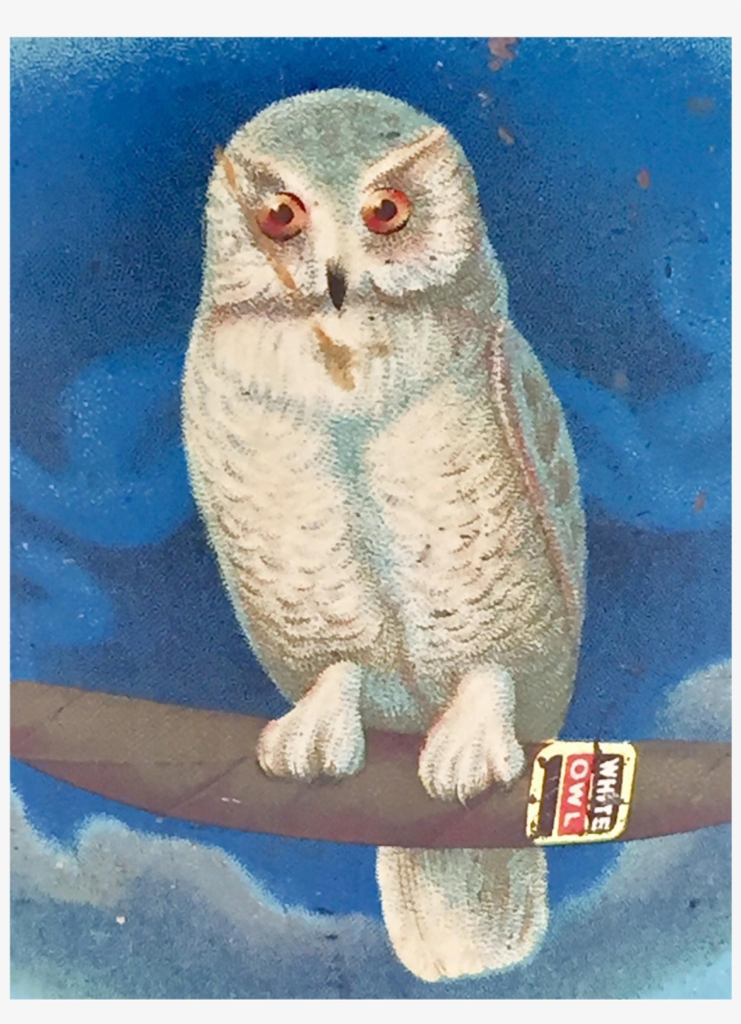 White Owl, transparent png download