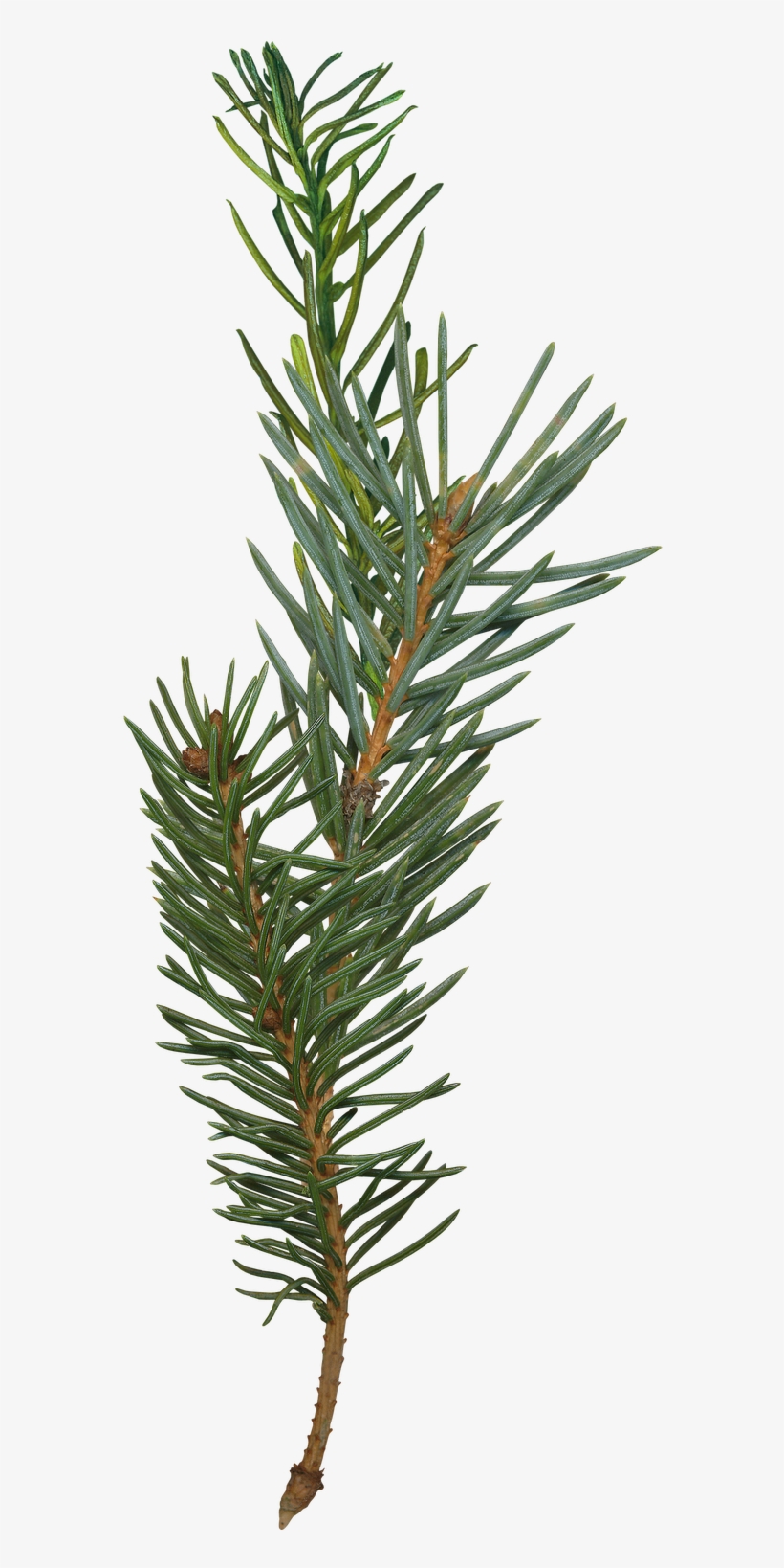 Pine Tree Branch Png - Texas Beard Company Big Thicket Beard Oil Tbc-oil-bt, transparent png download