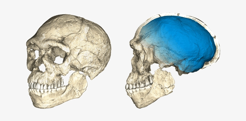 Two Skulls - Homo Sapiens Morocco, transparent png download