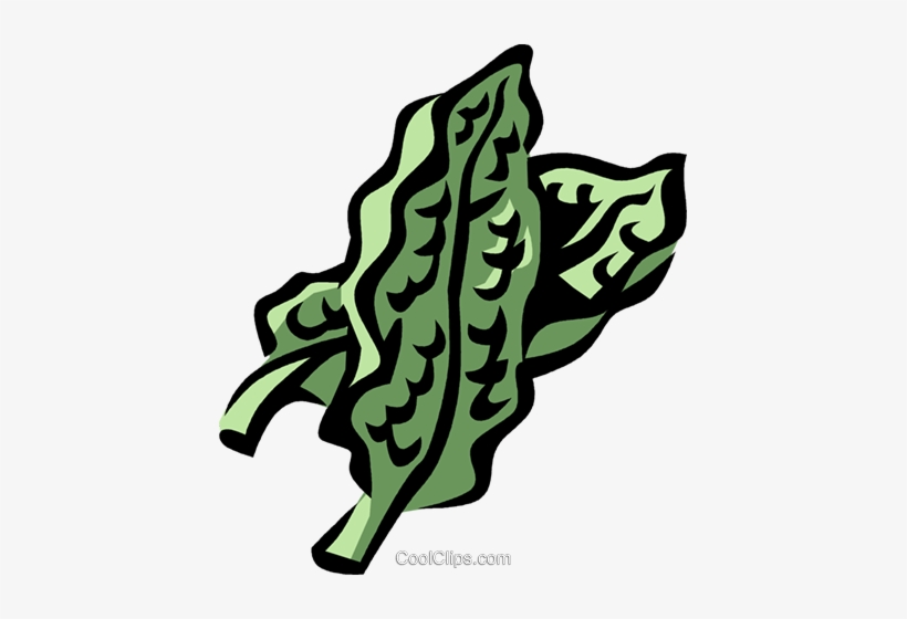 Spinach Royalty Free Vector Clip Art Illustration - Collard Greens Clipart, transparent png download