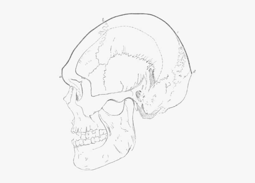 Skull Associated With Ground Flint Implements, From - Wikisource, transparent png download
